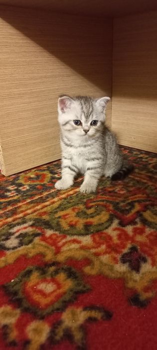 Gatinha Brirish Shorthair -  Amor à Primeira Vista