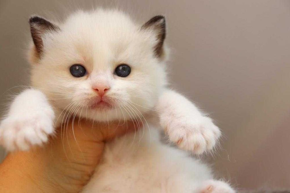 Хлопчик лагідний, красивий з яскравими очима-Ragdoll порода