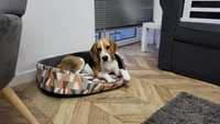 Pies beagle roczny