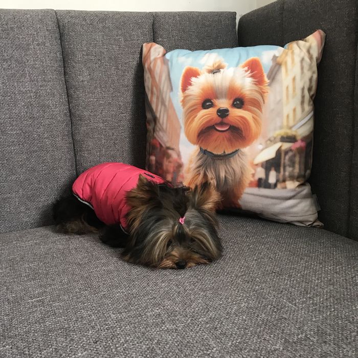 Маленькі йорики хлопчик та дівчинка