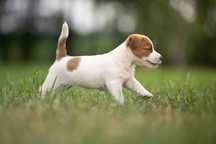Wyjątkowa suczka gładkowłosa Jack Russell FCI – domowa hodowla, ZKwP