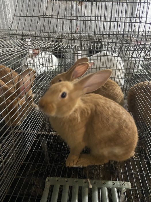 Кролики бургундія