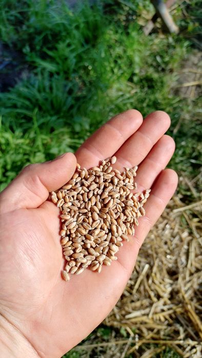 Pszenica, pszenżyto, owies