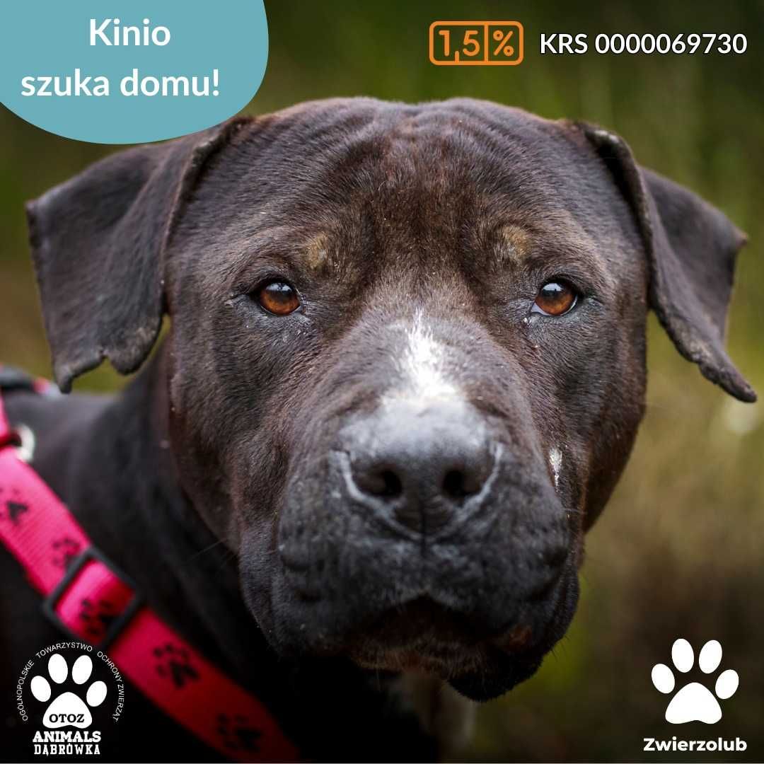 Kinio szuka domu