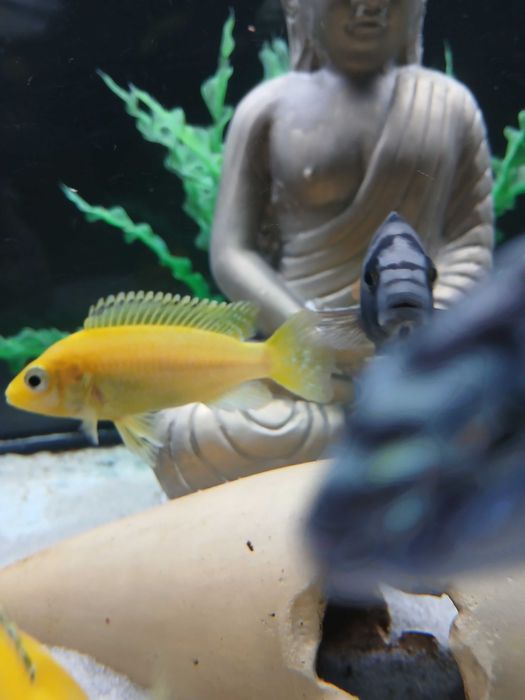 Casal juvenil Ciclideos caeruleus