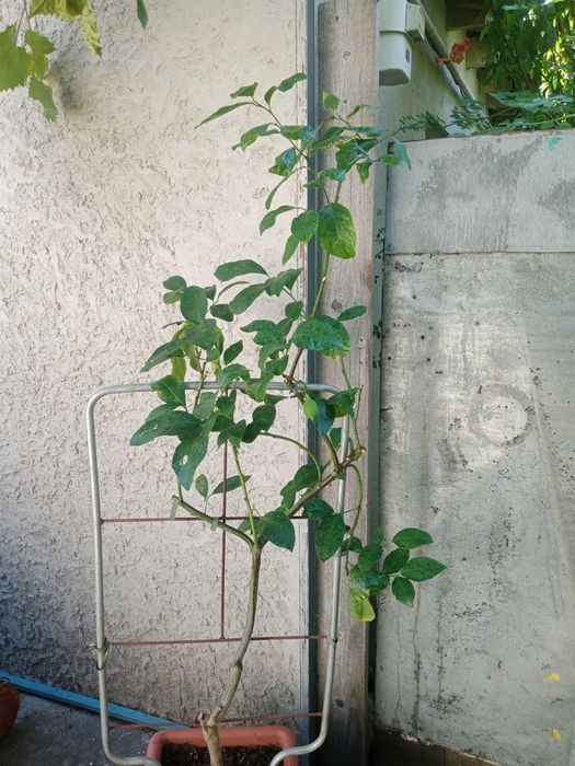 Продам дерево лимон ( с лимоном))