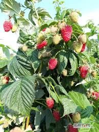 Sprzedam sadzonki malin WCZESNE,PÓŻNE, Gigant owoce -SZYBKA WYSYŁKA