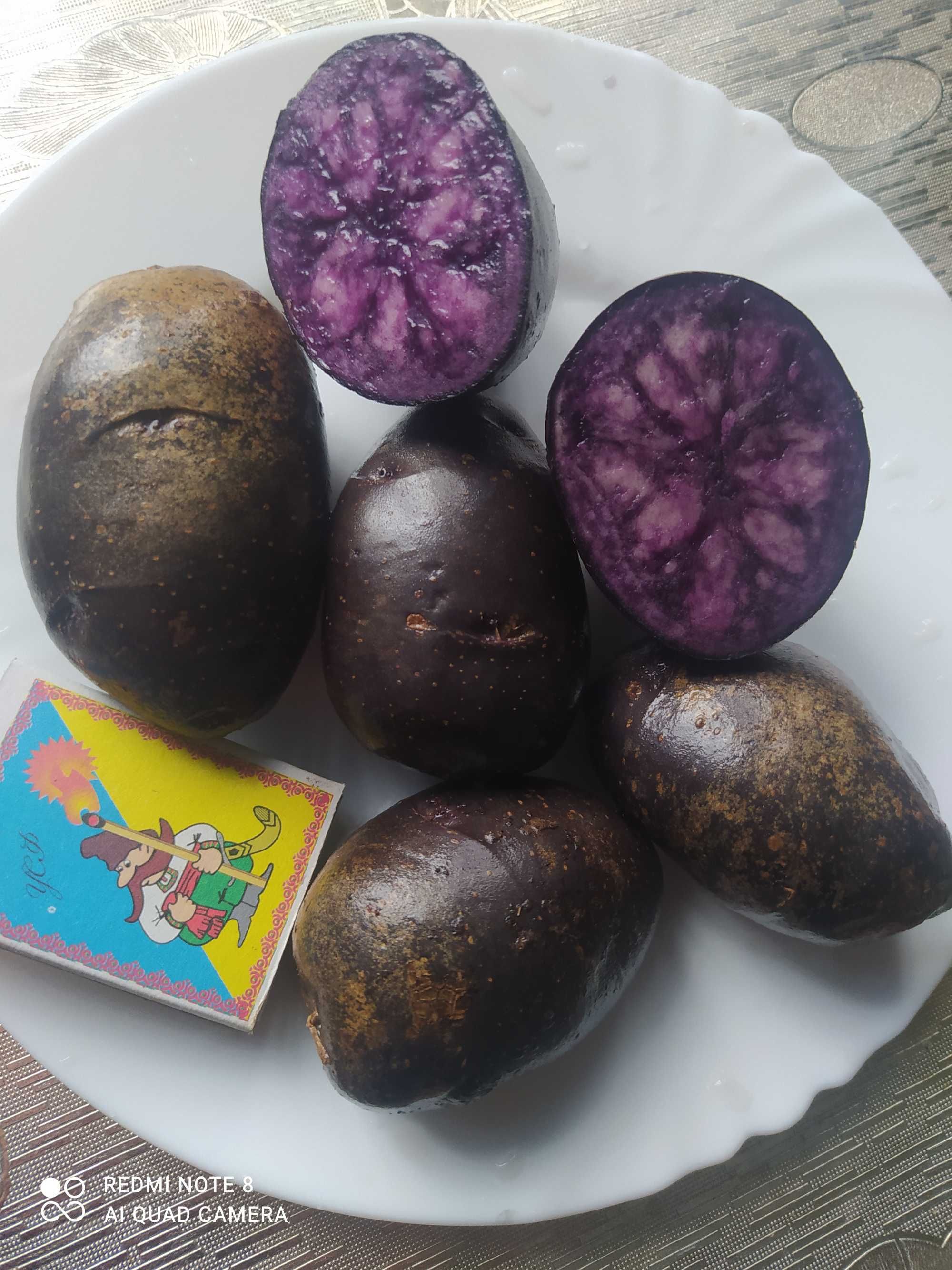 Картопля фіолетова посадкова