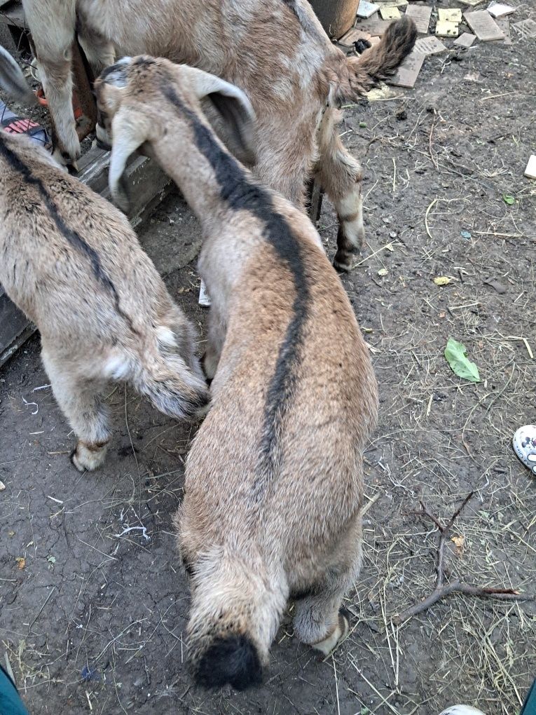 Продам нубіійського козлика