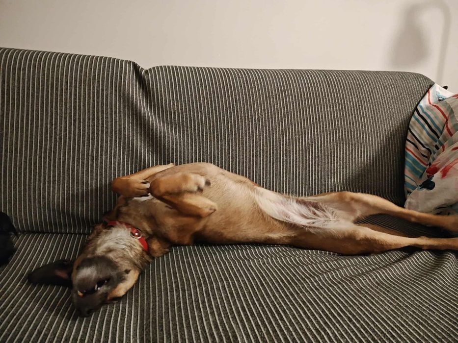 Cudowna Leti szuka domku