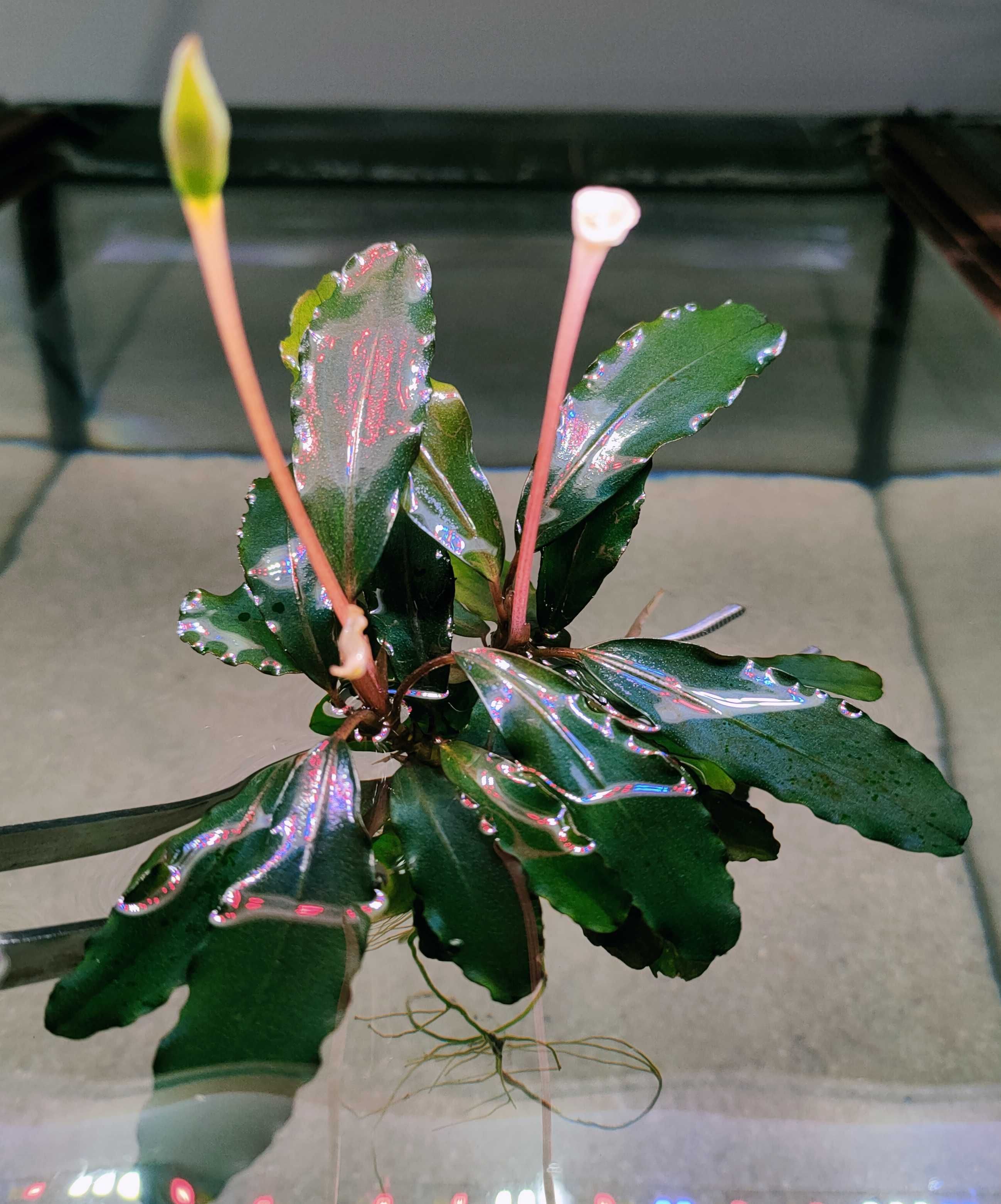 Bucephalandra Copper Rarytas