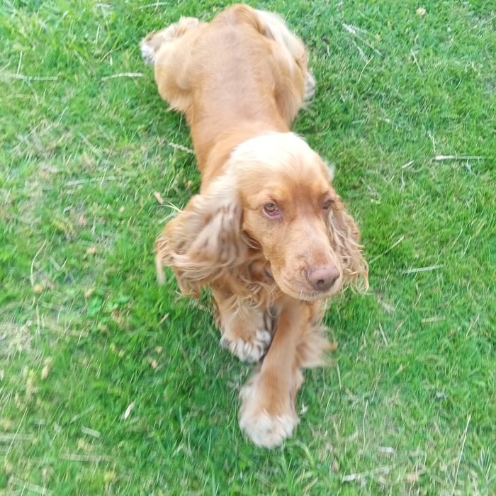 W typie Cocker spaniela