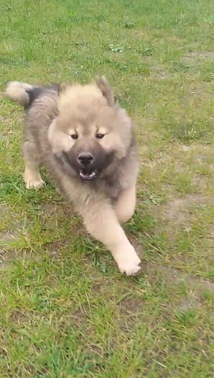 Eurasier - piesek