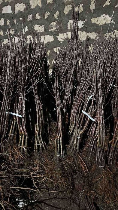 Саджанці,плодових та декоративних дерев та кущів