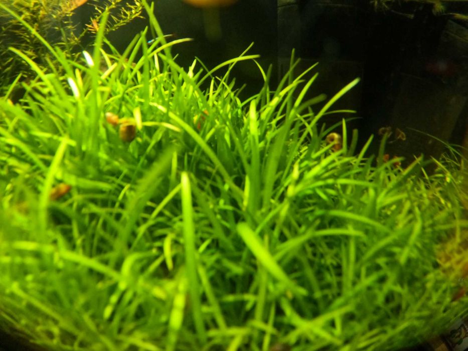 Sagittaria subulata