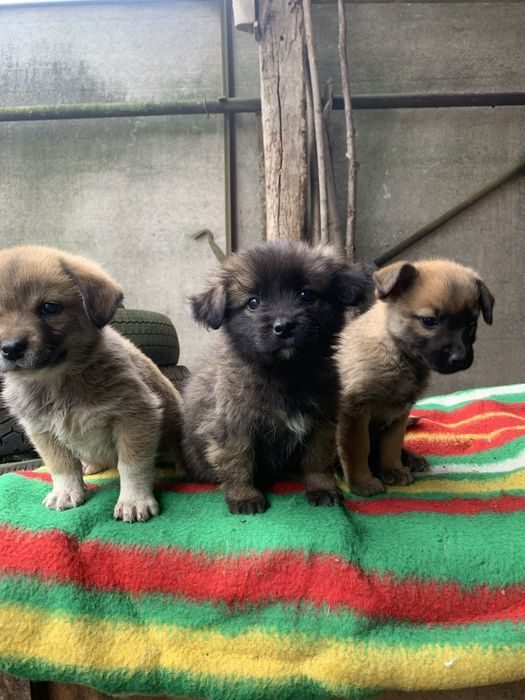 Віддам безкоштовно цуциків