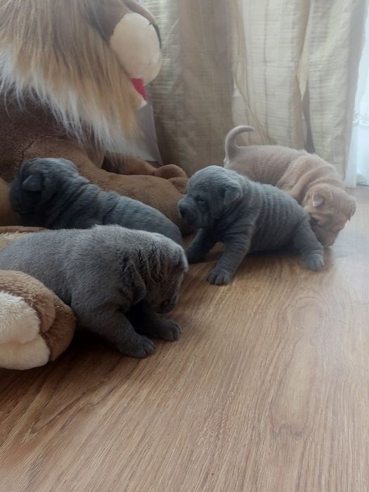 Чудесные щенки шарпея голубого окраса.