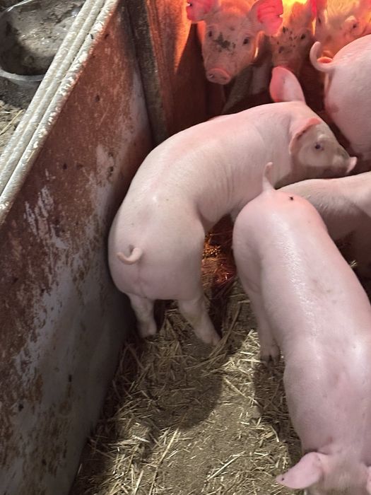 Продам Поросят Трьохпородок
