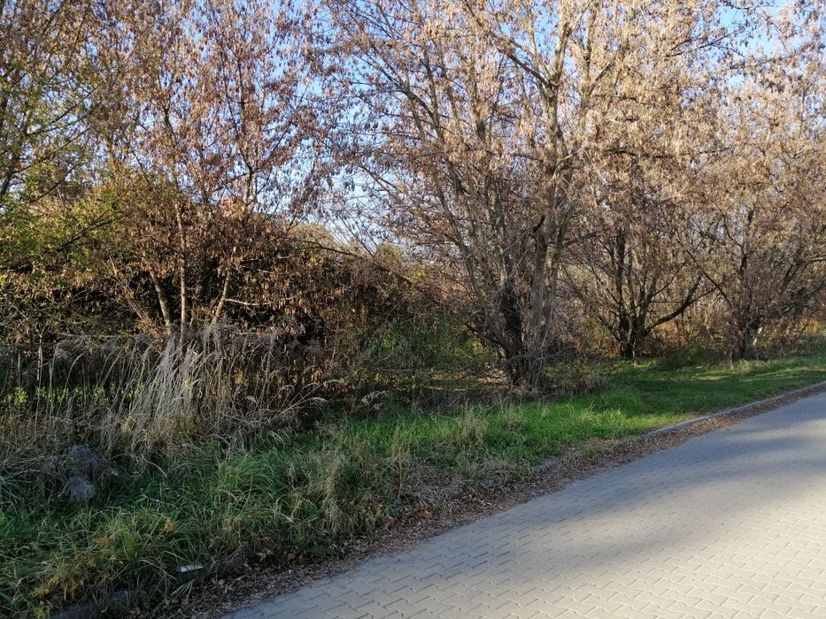 Oddam drewno za darmo.