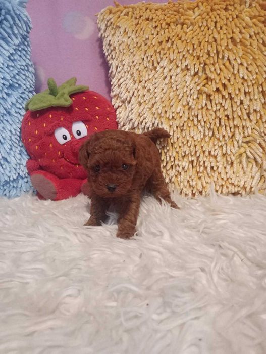 PUDEL- teacup toy xxs bardzo malutka suczka.