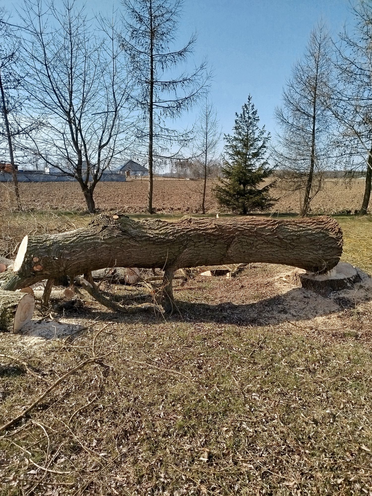Za darmo gałęzie
