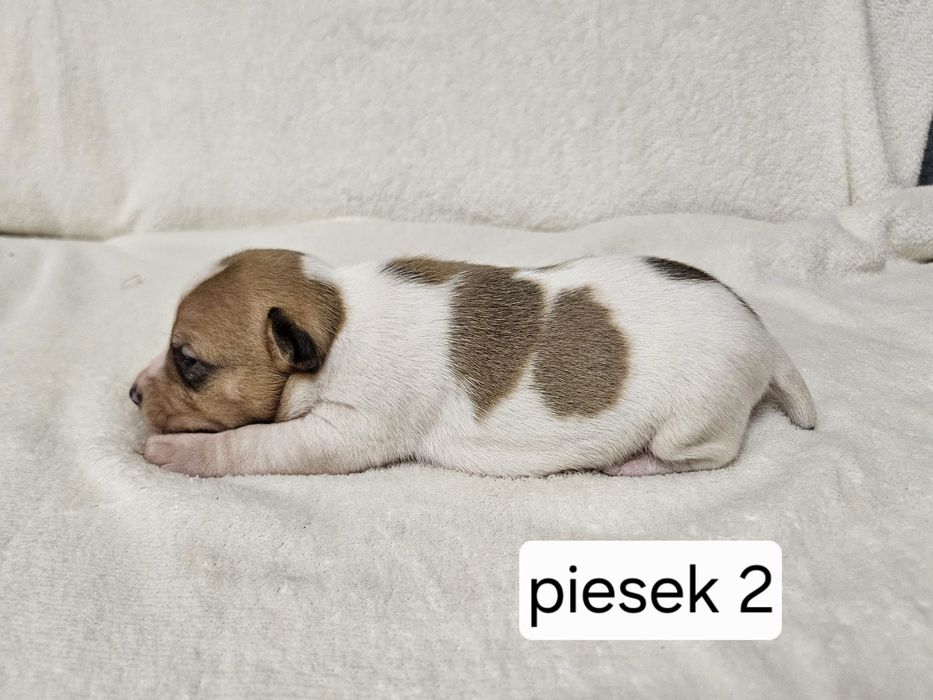 Piesek Jack Russell Terrier