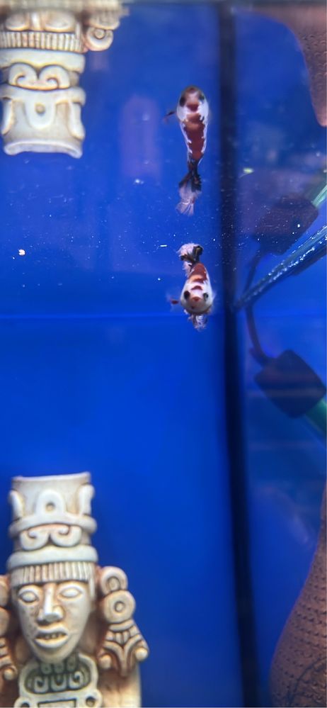 Bettas koi e azuis