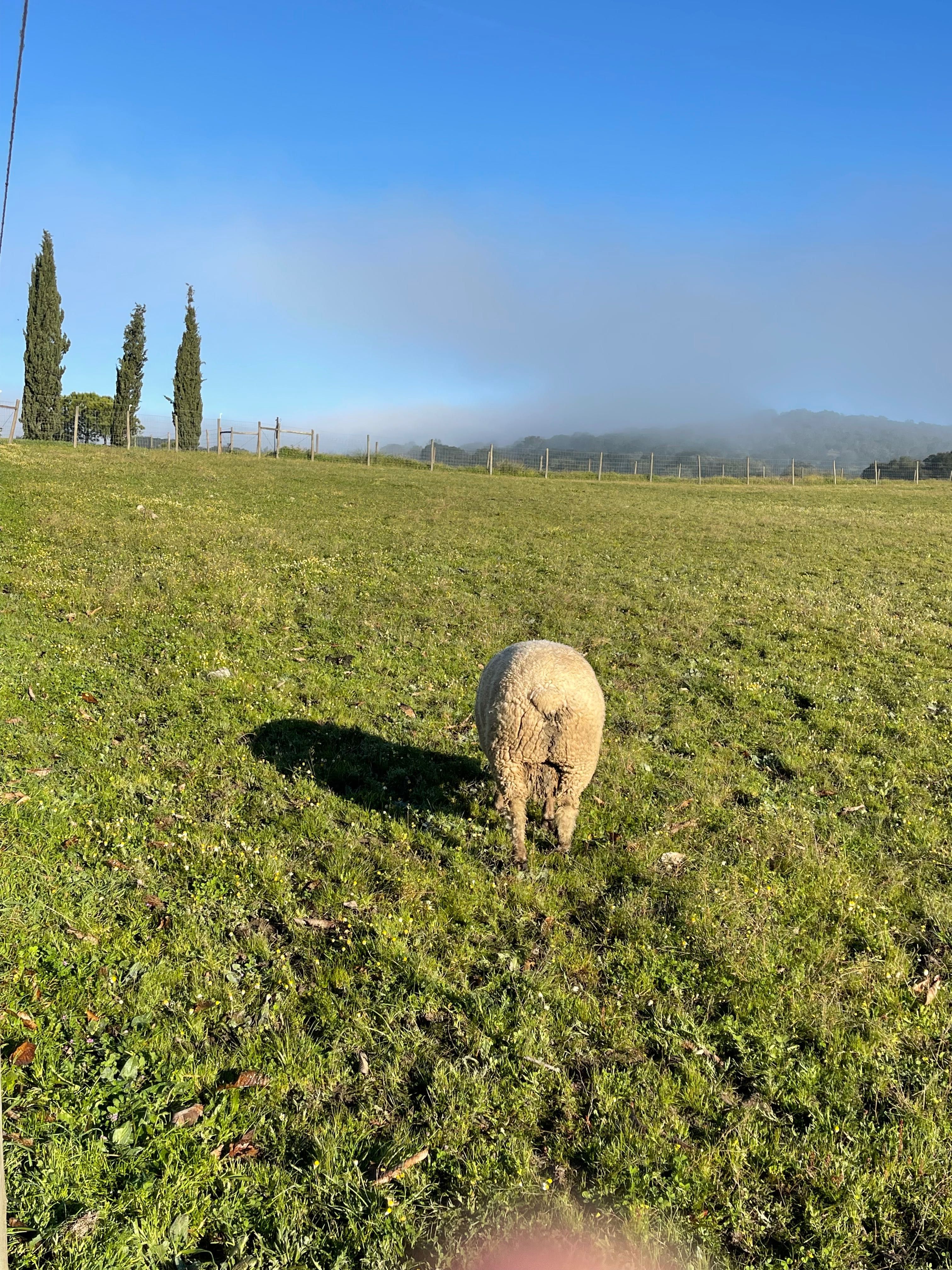 Carneiros e borregos,  Mouton Vendéen.