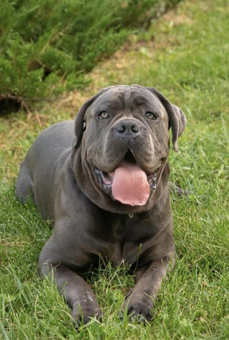 Щеночки Cane corso-офіційного питомника