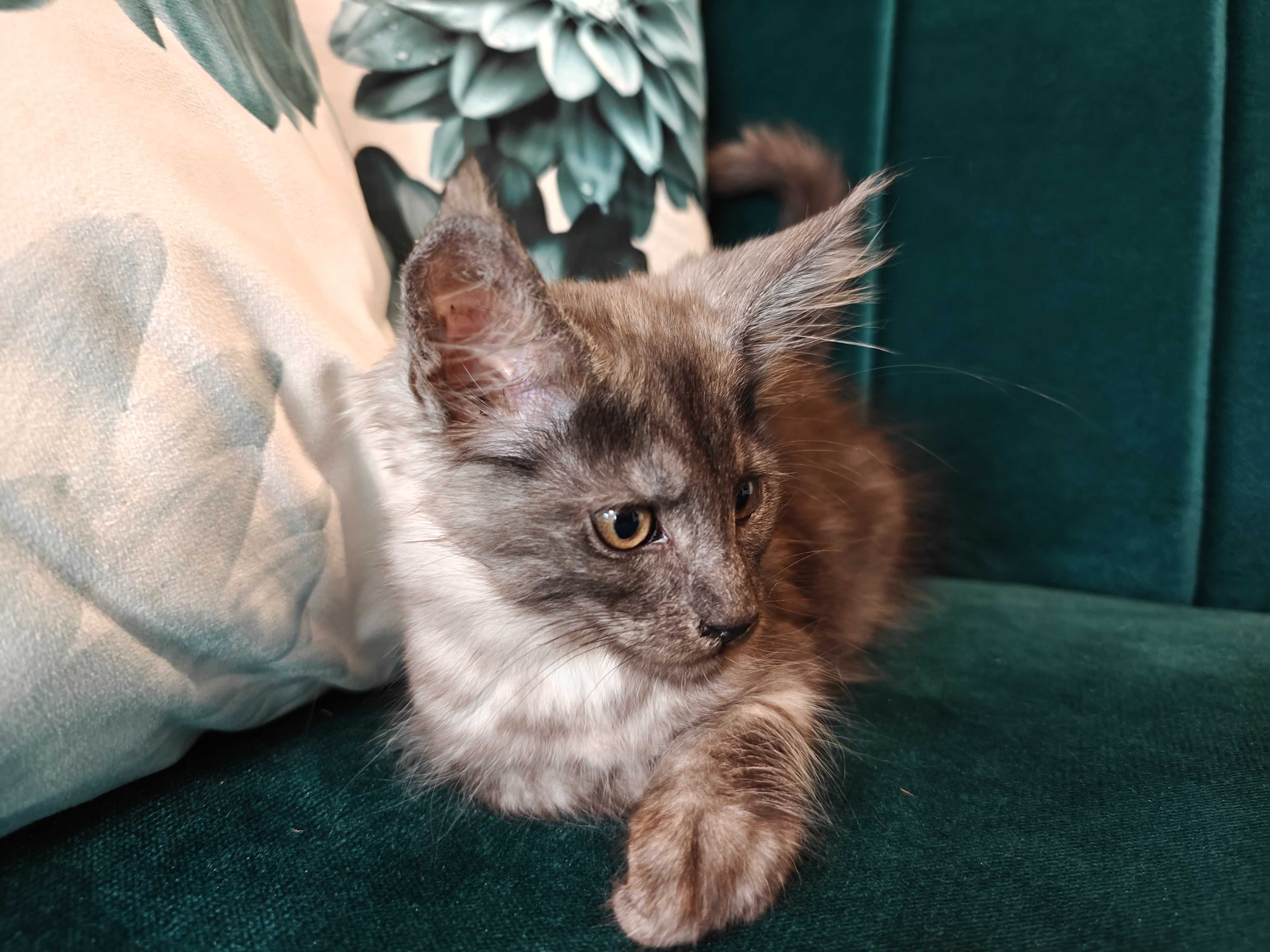 Kocięta Mco Maine coon fpl ccf niebieskie dymne srebrne