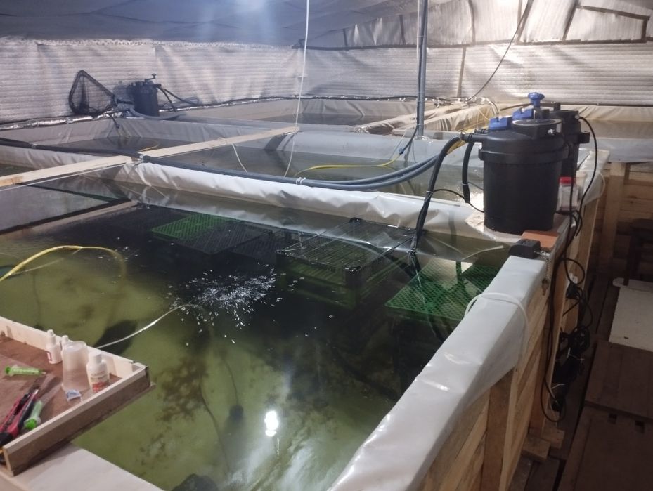 Обладнання для вирощування креветки макробрахіум розенберга