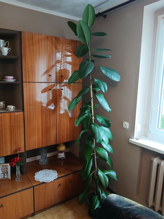 Fikus sprężysty, Ficus Elastica wysoki