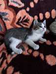 Віддамо котенят в хороші руки