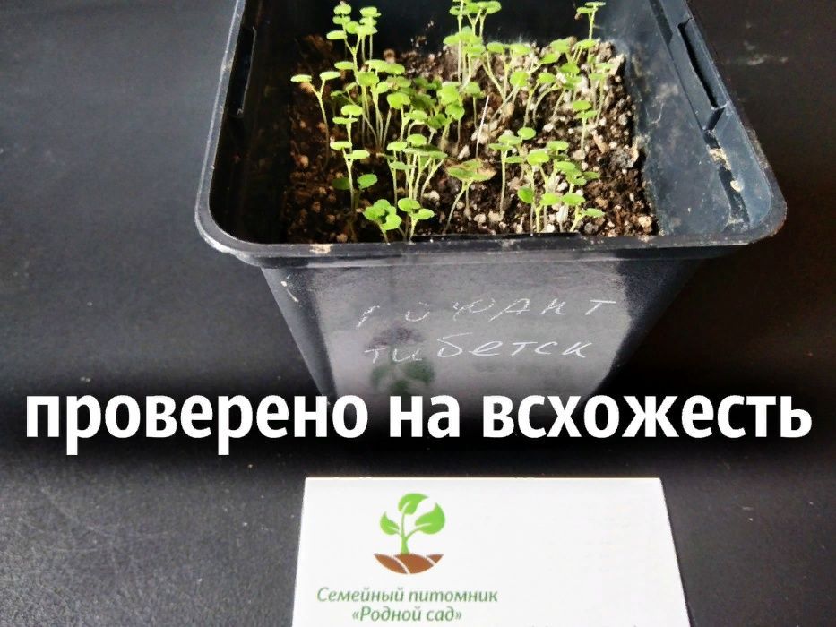 Лофант тибетський насіння (0,5 г прибл 1200 шт) індійська м'ята семена