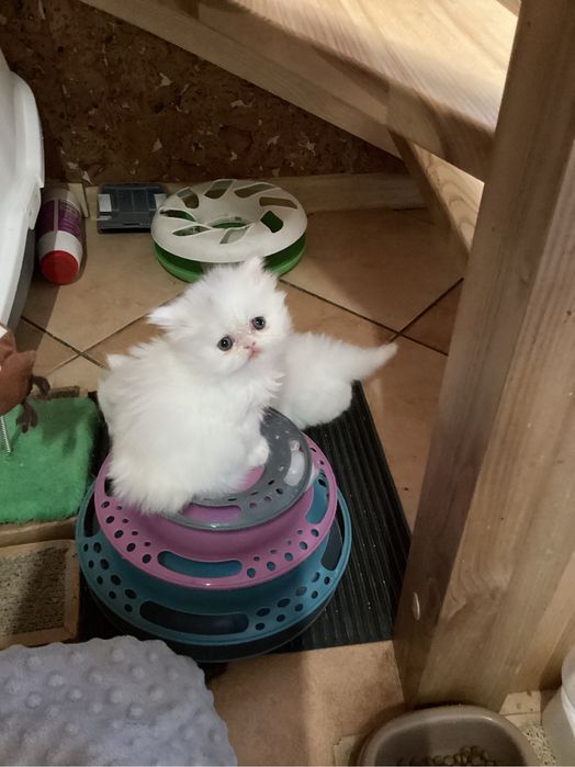 Pers milusia koteczka biała