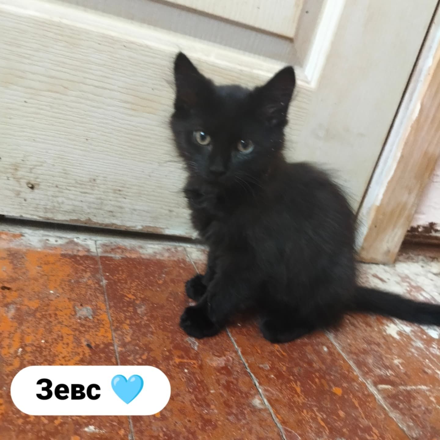 Котята ищут дом и любящую семью