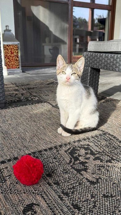 Koty 3-4 miesięczne do adopcji