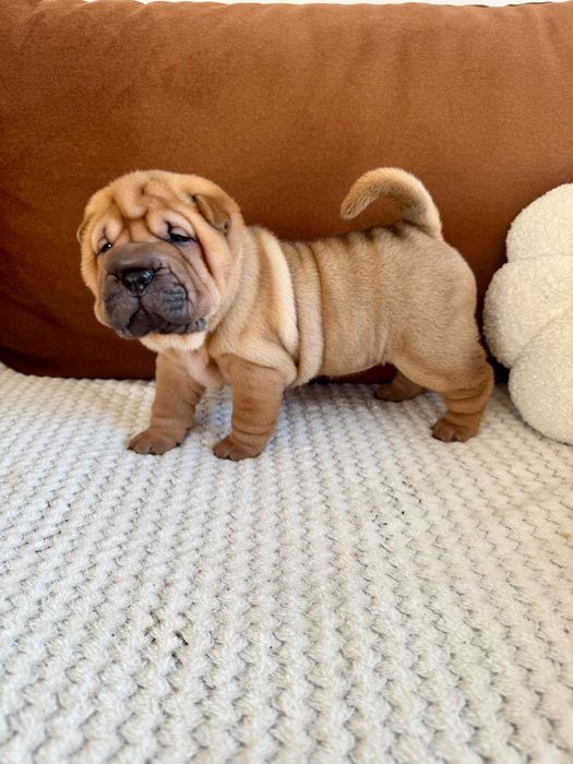 Shar pei szczenię z rodowodem ZKWP FCI