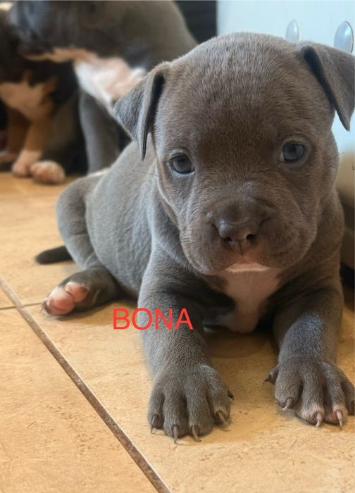 American Staffordshire Terrier. Zapraszamy do rezerwacji.