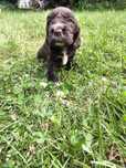 Cocker spaniel angielski - samiec czekoladowy