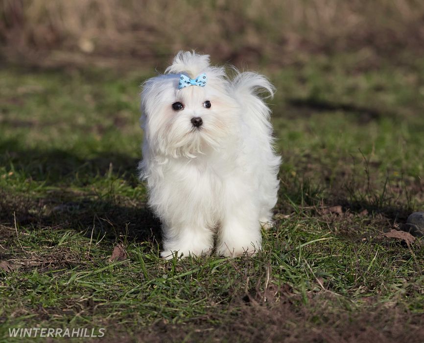 Красивий Мальтезе азійського типу, розплідник КСУ-FCI