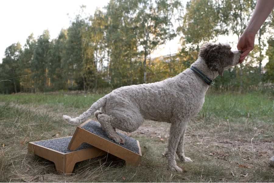 Podest dla psiego fitnessu 30cm x 30cm x 10cm