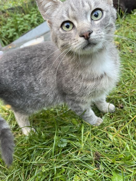 Кошенята в добрі руки!! Доставимо