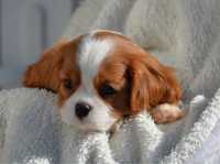 Cavalier King Charles Spaniel - suczka