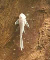 L144 Snow White long fin Ancistrus Weloniasty Welon