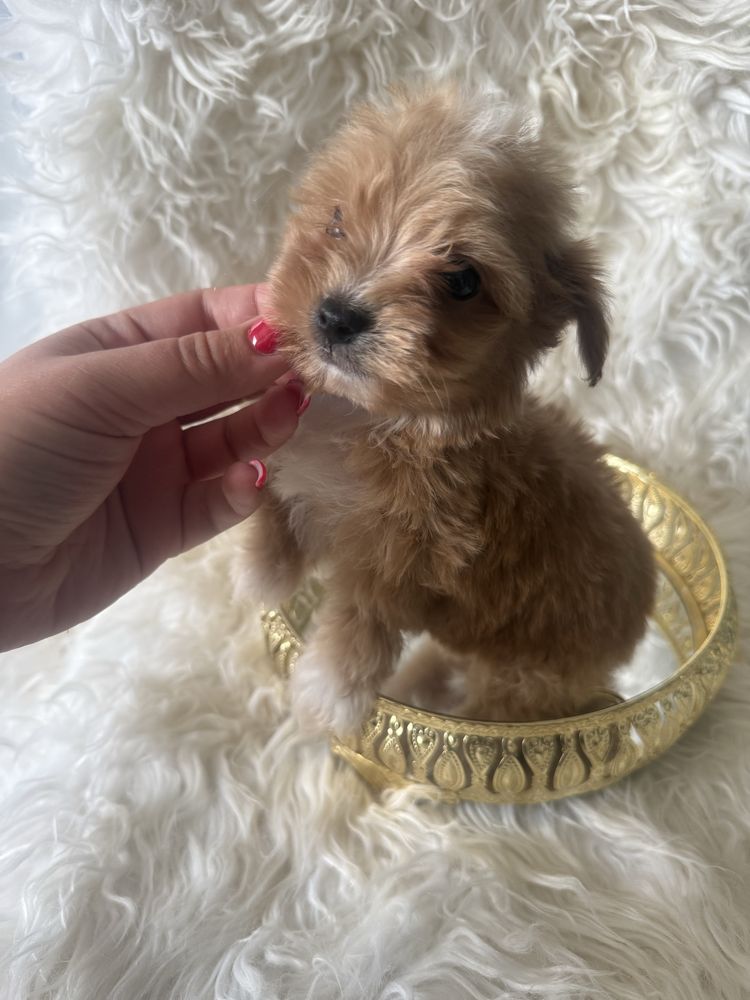 Maltipoo samiec miniaturowy