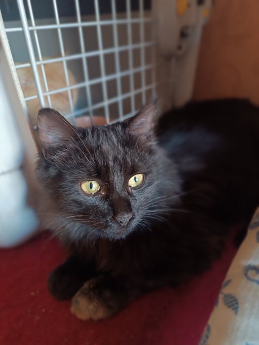 Кішка та кошеня Евакуація Покровськ ГуляйПоле