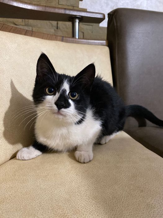 Котики в добрі руки