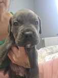 Cane Corso Italiano Gotowe do odbioru. Hodowla CORSO GRANDE E FORTE