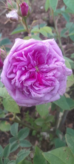 Rosas de Conservatoire do Portugal a vendar